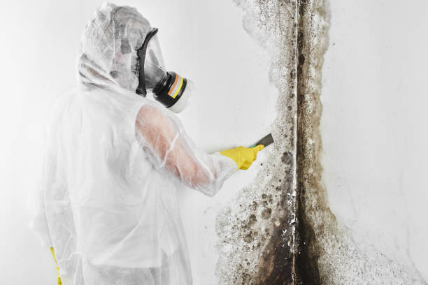Best Toxic Mold Removal  in Colfax, WI