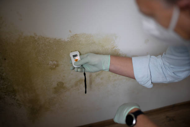 Best Attic Mold Removal  in Colfax, WI