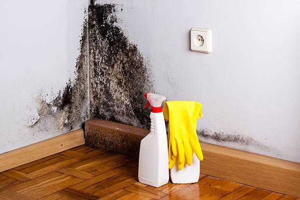 Best Mold Damage Repair  in Colfax, WI