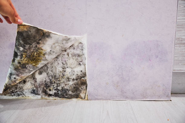Best Professional Mold Removal  in Colfax, WI